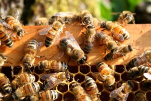 Groupe d’abeilles coopérant dans une ruche, illustrant l’accompagnement collectif dans la gestion des RPS